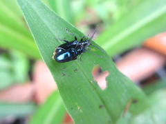 Lema concinnipennis