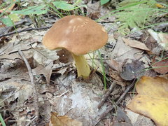 Aureoboletus roxanae