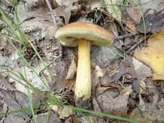 Aureoboletus roxanae