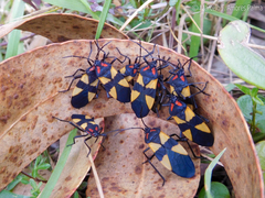 Oncopeltus orourkeae