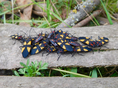 Oncopeltus orourkeae