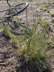 Psathyrostachys juncea