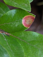Exobasidiaceae