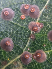 Chrysomphalus pinnulifer