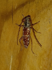 Elaphidion splendidum