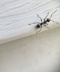 Formica subsericea