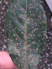 Chrysomphalus pinnulifer