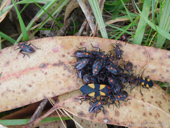 Oncopeltus orourkeae