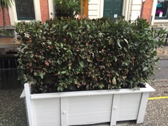 Chrysomphalus pinnulifer