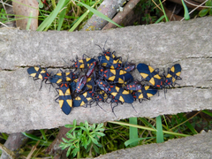 Oncopeltus orourkeae