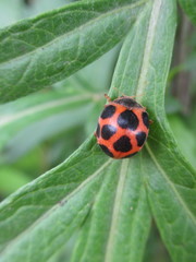 Diekeana admirabilis