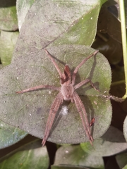 Dolomedes sulfureus
