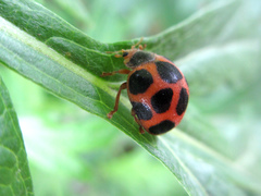 Diekeana admirabilis