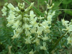 Astragalus leibergii