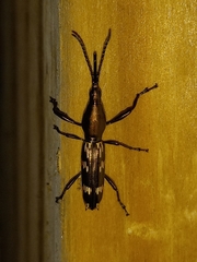Belopherus militaris