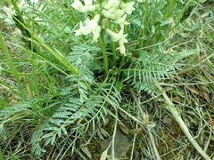 Astragalus leibergii