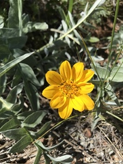 Balsamorhiza sericea