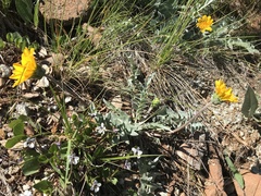 Balsamorhiza sericea