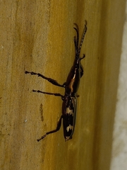 Belopherus militaris