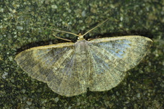 Peratophyga
