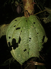 Miconia neoepiphytica