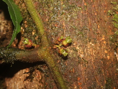 Miconia neoepiphytica