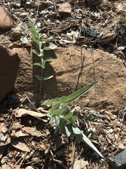 Balsamorhiza sericea