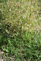 Phyllostachys parvifolia