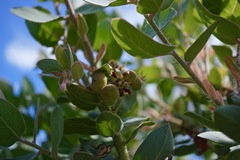 Arctostaphylos glutinosa