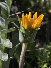 Balsamorhiza sericea