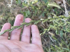 Lolium multiflorum × perenne