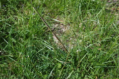 Phyllostachys parvifolia