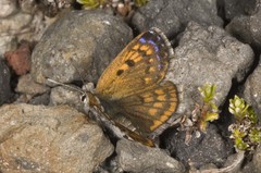 Lycaena boldenarum