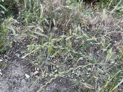 Lolium multiflorum × perenne
