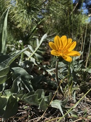 Balsamorhiza sericea