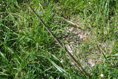 Phyllostachys parvifolia