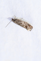 Pseudexentera vaccinii