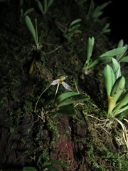 Masdevallia picturata