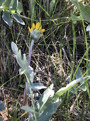 Balsamorhiza sericea