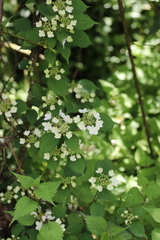Viburnum plicatum