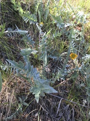 Balsamorhiza sericea