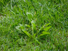 Taraxacum officinale