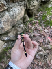 Macromia fulgidifrons