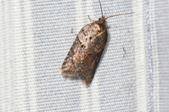 Acleris maccana