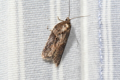 Acleris maccana