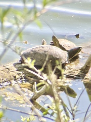 Trachemys scripta elegans