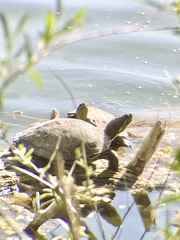 Trachemys scripta elegans