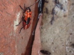 Lygaeus kalmii
