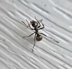 Formica subsericea