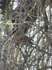 Turdus migratorius